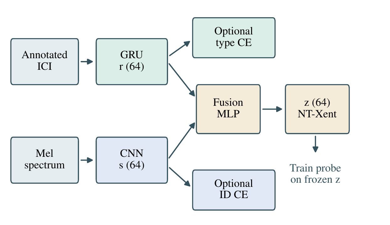 DCCE architecture with rhythm and spectral encoders, optional branch objectives, fusion and downstream probes